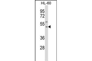 TACR1 Antibody (Center) (ABIN657820 and ABIN2846787) western blot analysis in HL-60 cell line lysates (35 μg/lane). (TACR1 抗体  (AA 219-248))