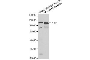 Western blot analysis of extracts of various cell lines, using PSG1 antibody. (PSG1 抗体)