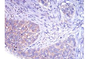 Immunohistochemistry (IHC) image for anti-TH (AA 44-208) antibody (ABIN5858376) (TH 抗体  (AA 44-208))