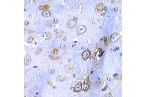 Immunohistochemistry of paraffin-embedded mouse brain using RPS3A Antibody (ABIN5973489) at dilution of 1/100 (40x lens). (RPS3A 抗体)
