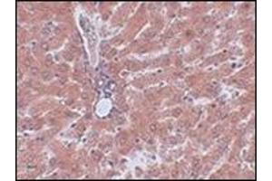 Immunohistochemistry of JMJD5 in rat liver tissue with this product at 2. (JMJD5 抗体  (C-Term))