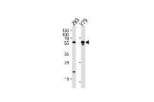ALDH1A3 Antibody (N-term) (ABIN392316 and ABIN2841966) western blot analysis in 293,Y79 cell line lysates (35 μg/lane). (ALDH1A3 抗体  (N-Term))