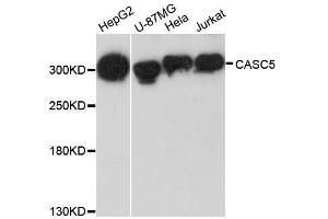 Western blot analysis of extracts of various cell lines, using CASC5 antibody. (CASC5 抗体  (AA 1-300))