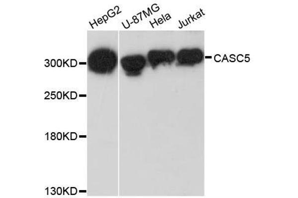 CASC5 抗体  (AA 1-300)