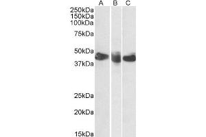ABIN2561702 (0. (CD27 抗体  (AA 161-175))