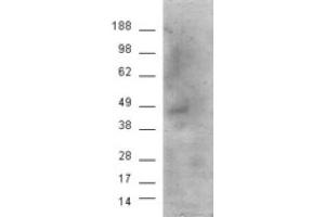 Image no. 2 for anti-Cannabinoid Receptor 1 (CNR1) (Internal Region) antibody (ABIN374611) (CNR1 抗体  (Internal Region))