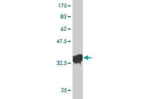 Western Blot detection against Immunogen (36. (OXSR1 抗体  (AA 351-450))