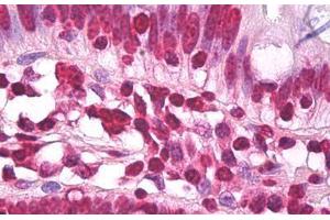 Anti-H3F3A antibody IHC staining of human small intestine. (Histone H3.3 抗体  (AA 100-150))