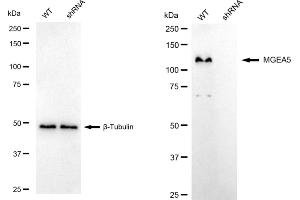 Western blotting analysis using MGEA5 antibody (ABIN7799372). (Recombinant MGEA5 抗体)