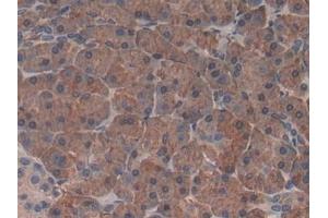 Immunohistochemistry (IHC) image for anti-Chymotrypsinogen B1 (CTRB1) (AA 34-261) antibody (ABIN7435760)