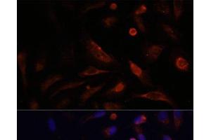 Immunofluorescence analysis of U2OS cells using CLDN5 Polyclonal Antibody at dilution of 1:100. (Claudin 5 抗体)