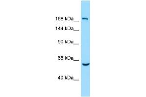 WB Suggested Anti-EPB41L4B Antibody Titration: 1. (EPB41L4B 抗体  (Middle Region))