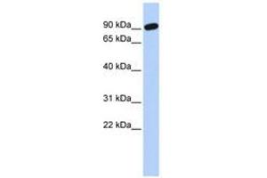 Image no. 1 for anti-Zinc Finger Protein 132 (ZNF132) (AA 216-265) antibody (ABIN6740435) (ZNF132 抗体  (AA 216-265))