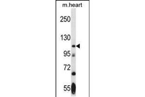 Western Blotting (WB) image for anti-NIMA (Never in Mitosis Gene A)- Related Kinase 9 (NEK9) (AA 503-530) antibody (ABIN5537203)