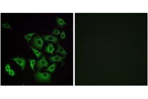 Immunofluorescence (IF) image for anti-Olfactory Receptor, Family 4, Subfamily K, Member 14 (OR4K14) (AA 261-310) antibody (ABIN2891011) (OR4K14 抗体  (AA 261-310))