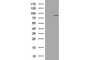 Image no. 1 for anti-Mitofusin 1 (MFN1) (AA 209-469) antibody (ABIN1491186) (MFN1 抗体  (AA 209-469))
