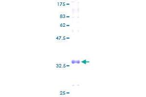 COX7A1 Protein (AA 1-79) (GST tag)