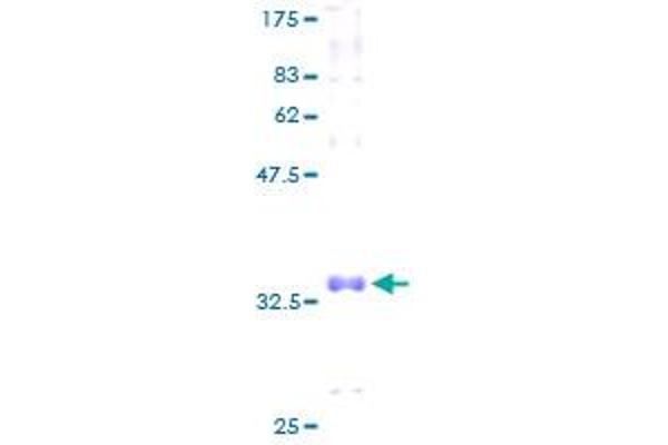 COX7A1 Protein (AA 1-79) (GST tag)