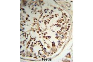 Formalin-fixed and paraffin-embedded human testis tissue reacted with TPK1 Antibody (N-term), which was peroxidase-conjugated to the secondary antibody, followed by DAB staining. (TPK1 抗体  (N-Term))