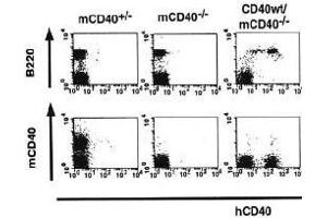 Flow Cytometry (FACS) image for anti-CD40 (CD40) (Extracellular Domain) antibody (FITC) (ABIN2451935) (CD40 抗体  (Extracellular Domain) (FITC))