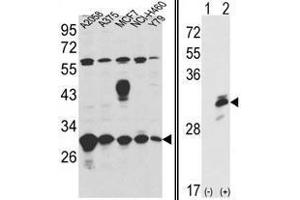 Image no. 1 for anti-Endoplasmic Reticulum Protein 29 (ERP29) (Middle Region) antibody (ABIN452974) (ERP29 抗体  (Middle Region))