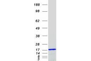 Western Blotting (WB) image for Polymerase (RNA) II (DNA Directed) Polypeptide J, 13.3kDa (POLR2J) protein (Myc-DYKDDDDK Tag) (ABIN2729320)