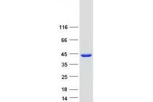 Western Blotting (WB) image for Protein Quaking (QKI) (Transcript Variant 3) protein (Myc-DYKDDDDK Tag) (ABIN2730242)