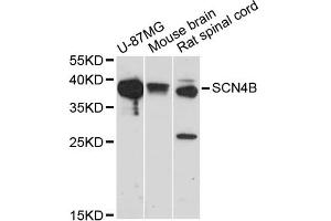 Western blot analysis of extracts of various cell lines, using SCN4B antibody (ABIN5971181) at 1/1000 dilution. (SCN4B 抗体)