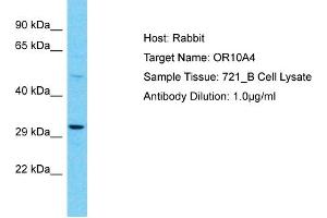 Western Blotting (WB) image for anti-Olfactory Receptor, Family 10, Subfamily A, Member 4 (OR10A4) (C-Term) antibody (ABIN2791805)