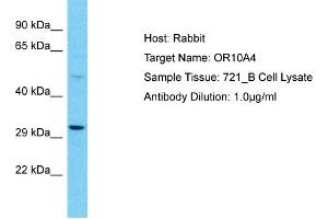 Host: Rabbit Target Name: OR10A4 Sample Type: 721_B Whole Cell lysates Antibody Dilution: 1.