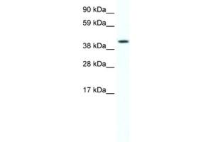 Western Blotting (WB) image for anti-Forkhead Box F1 (FOXF1) antibody (ABIN2461466) (FOXF1 抗体)