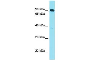 Host: Rabbit Target Name: C10orf120 Sample Type: HepG2 Whole Cell lysates Antibody Dilution: 1. (C10ORF120 抗体  (C-Term))