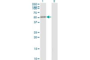 Double-stranded RNA-binding protein Staufen homolog 2 (STAU2) (AA 341-440) 抗体