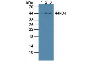 Figure. (Inhibitory Subunit of NF kappa B beta (AA 85-332) 抗体)