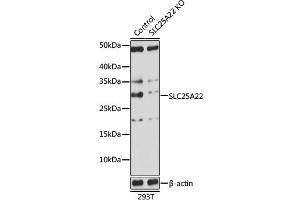 Western blot analysis of extracts from normal (control) and SLC25 knockout (KO) 293T cells, using SLC25 antibody (ABIN7270436) at 1:1000 dilution. (SLC25A22 抗体  (AA 128-188))