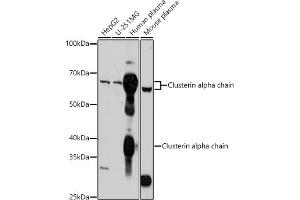 Western blot analysis of extracts of various cell lines, using Clusterin alpha chain antibody (ABIN6133478, ABIN6138757, ABIN6138759 and ABIN6217494) at 1:1000 dilution. (Clusterin 抗体  (AA 220-449))