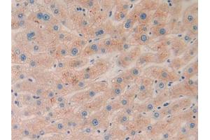 IHC-P analysis of Human Liver Tissue, with DAB staining. (Ephrin A5 抗体  (AA 21-203))