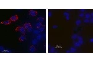 Immunocytochemistry (ICC) image for anti-Potassium Voltage-Gated Channel, Subfamily H (Eag-Related), Member 2 (KCNH2) (AA 430-445), (Extracellular) antibody (ABIN7043545)