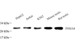 Western blot analysis of PSMA8 (ABIN7075232),at dilution of 1: 1000 (PSMA8 抗体)