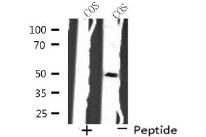 Western blot analysis of extracts from COS cells, using SH3GLB2 antibody. (SH3GLB2 抗体  (C-Term))