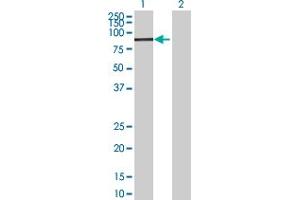 Western Blot analysis of FBXO30 expression in transfected 293T cell line by FBXO30 MaxPab polyclonal antibody. (FBXO30 抗体  (AA 1-745))