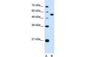 Western Blotting (WB) image for anti-Lectin, Mannose-Binding, 1 (LMAN1) antibody (ABIN2462990)