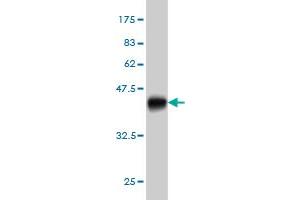 Western Blot detection against Immunogen (36. (B4GALNT1 抗体  (AA 30-127))