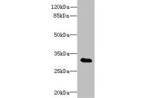 Western blot All lanes: TSGA13 antibody at 4 μg/mL + A549 whole cell lysate Secondary Goat polyclonal to rabbit at 1/10000 dilution Predicted band size: 32 kDa Observed band size: 32 kDa (TSGA13 抗体  (AA 1-275))