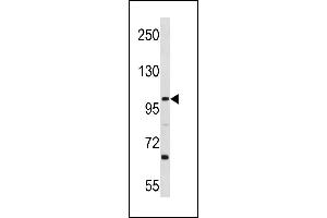 L3MBTL3 Antibody (N-term) (ABIN1881489 and ABIN2843287) western blot analysis in Ramos cell line lysates (35 μg/lane). (L3MBTL3 抗体  (N-Term))