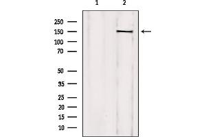 Western blot analysis of extracts from mouse brain, using TCOF1 Antibody. (TCOF1 抗体  (N-Term))
