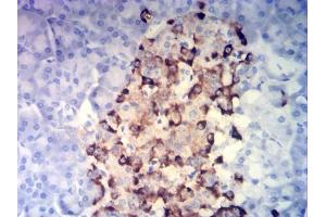 Immunohistochemical analysis of paraffin-embedded pancreatic tissues using CHGA mouse mAb with DAB staining. (Chromogranin A 抗体  (AA 278-457))