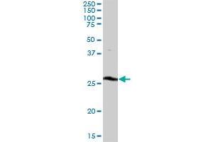 THTPA MaxPab polyclonal antibody. (THTPA 抗体  (AA 1-230))