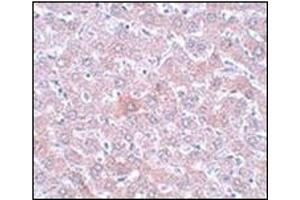 Immunohistochemistry of RSRC1 in rat liver tissue with this product at 5 μg/ml. (RSRC1 抗体  (C-Term))