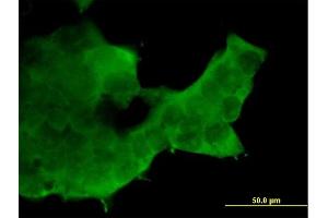 Immunofluorescence of purified MaxPab antibody to RBX1 on 293 cell. (RBX1 抗体  (AA 1-108))